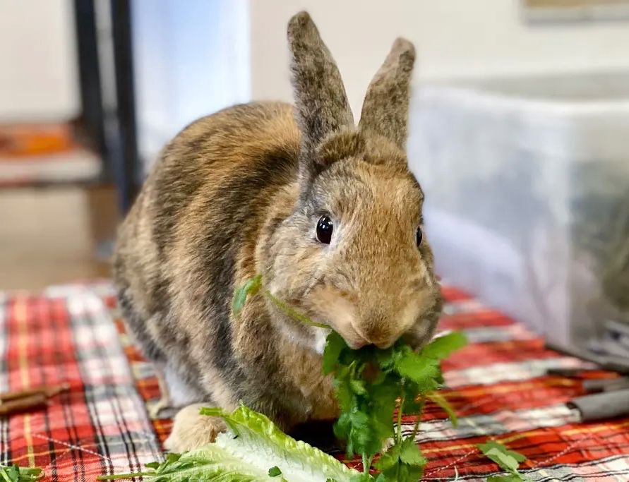 A brown bunny munches on fresh green lettuce while sitting on a red plaid cloth.