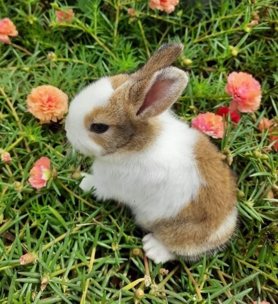 A small brown and white bunny sits among vibrant, blooming pink and orange flowers, surrounded by lush green foliage.