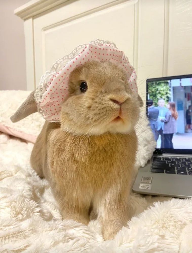 A brown bunny wearing a white bonnet with red polka dots sits on a white blanket. A laptop is open in the background, displaying a video.