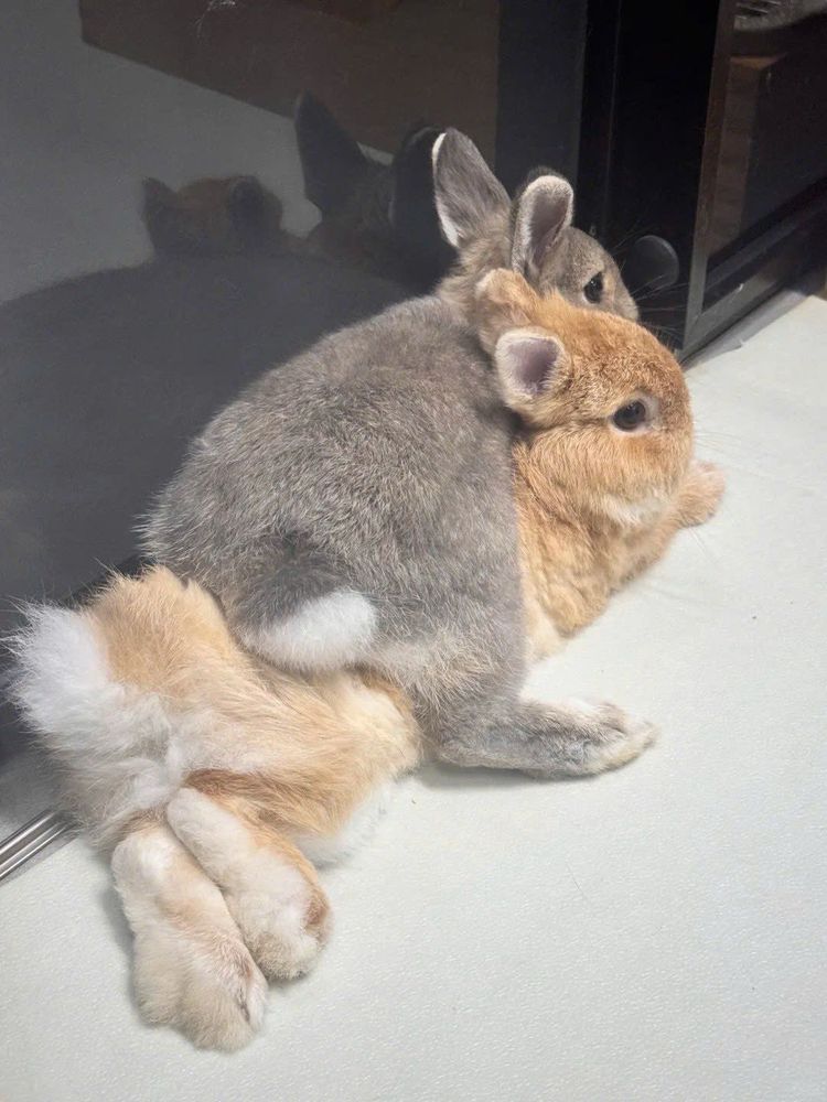 Two bunnies cuddle on a light floor. The gray rabbit rests atop the light brown one.