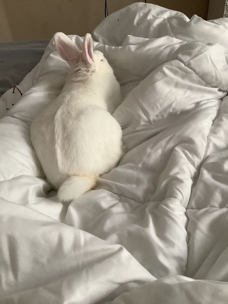 A white bunny is resting on a soft, crumpled white comforter. 