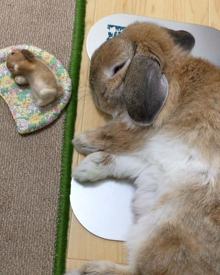 A brown bunny lies peacefully on a wooden floor beside a small bunny toy on a floral pad.