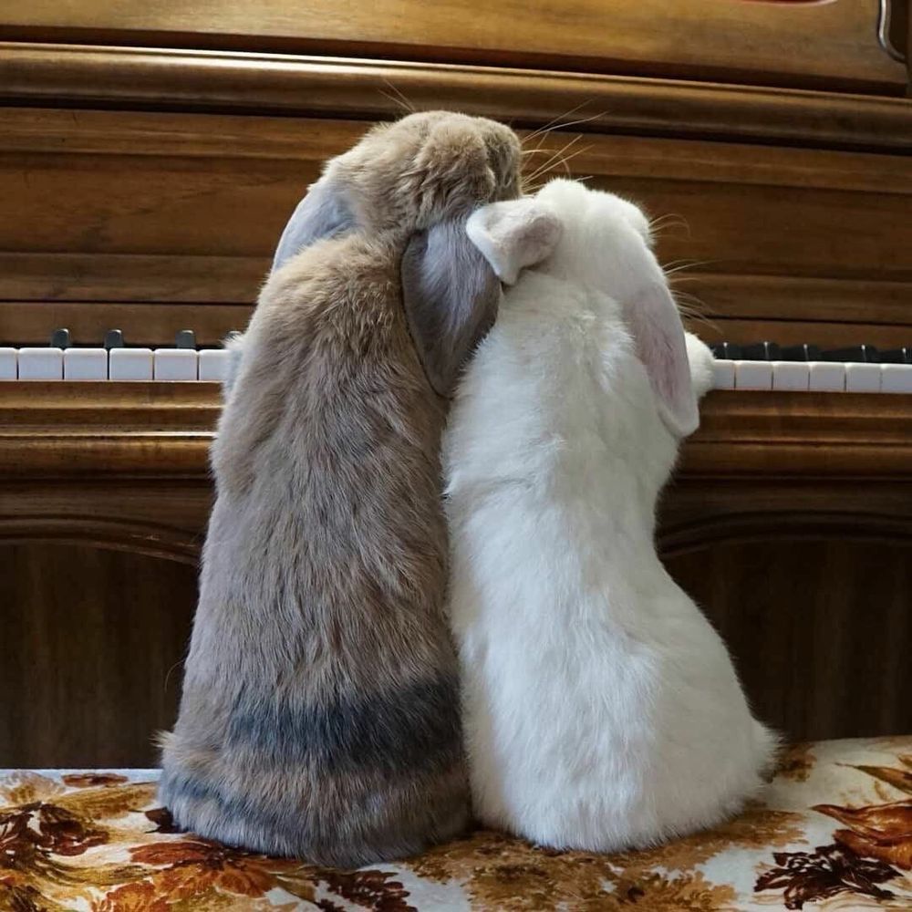 Back view of two bunnies, one brown and the other white, sit closely on a floral blanket in front of a piano.