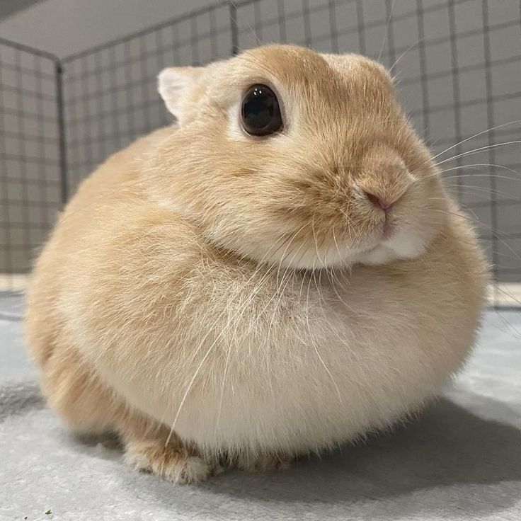 A light brown bunny with a round face sits calmly on a soft surface.