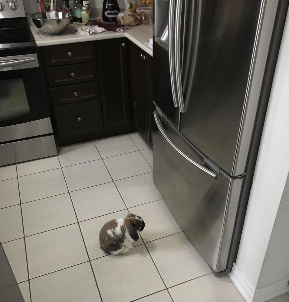 A bunny with white and brown fur sits on a tiled kitchen floor, facing a stainless steel refrigerator.