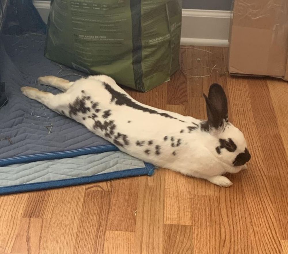 A spotted white and black bunny lying stretched out on a wooden floor, beside a blue mat and green bag.
