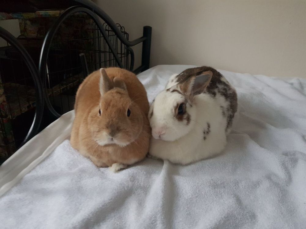 Two bunnies sit closely on a white towel. One is light brown, the other white with brown spots.