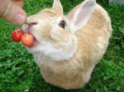 A tan bunny on green grass eagerly reaches for two cherries held by a person's hand.