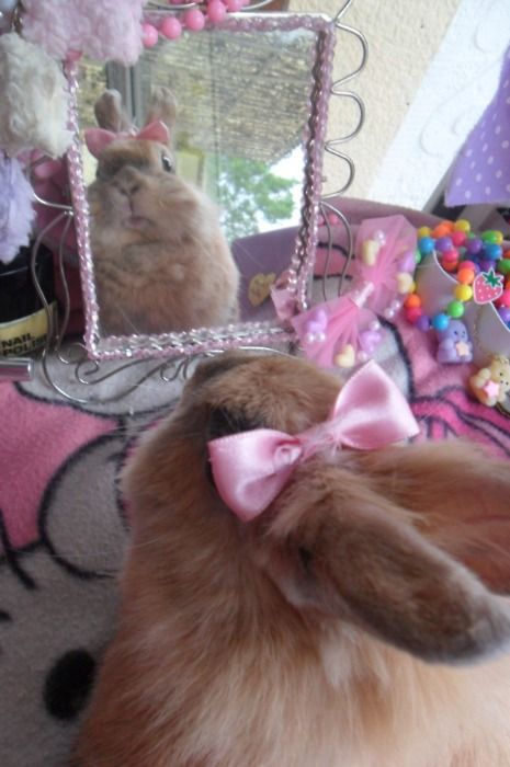 A brown bunny with a pink bow on its head is looking into a decorative mirror surrounded by colorful toys.