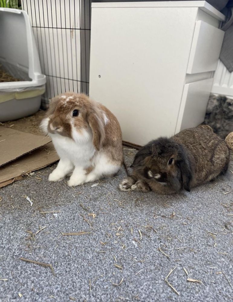 Two bunnies sit on a carpeted floor. One is white and brown, alert and upright; the other is darker, resting with its head down.