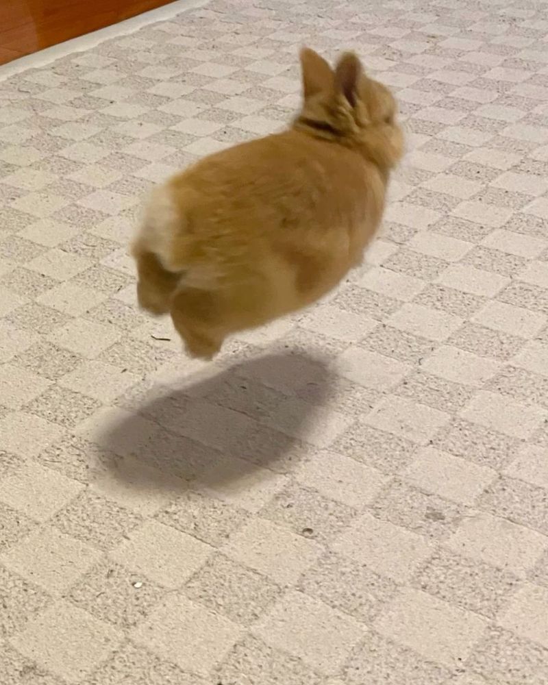 A brown bunny in mid-air, performing a jump on a carpeted floor. Its shadow is visible below.