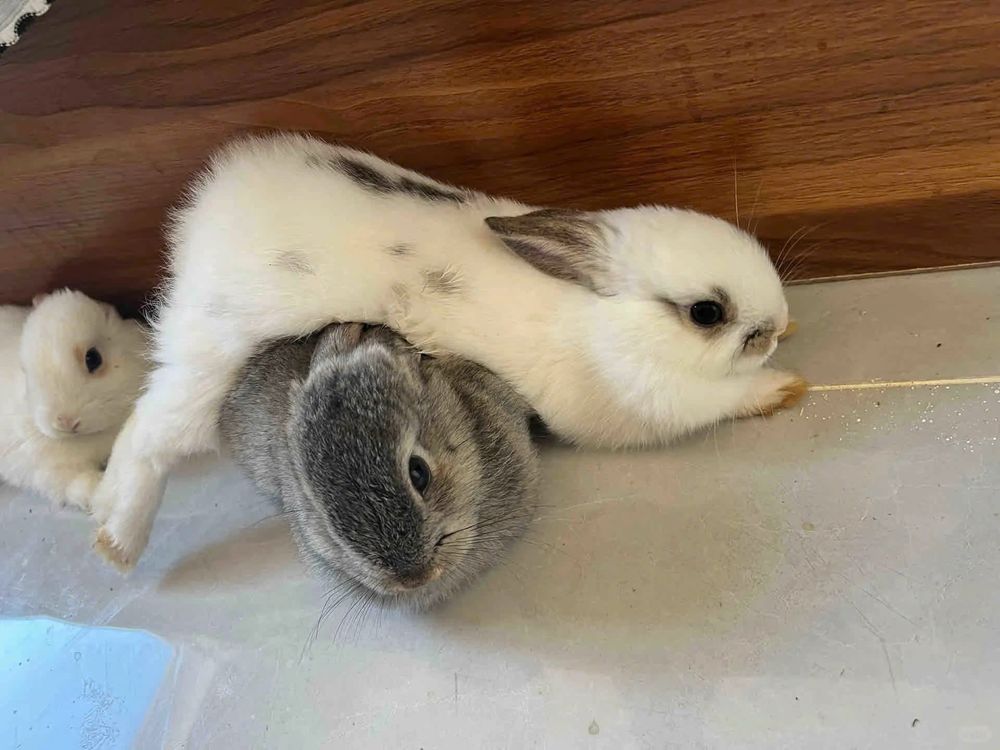 Three bunnies snuggle together on a light-colored surface. One white bunny rests on a gray one.