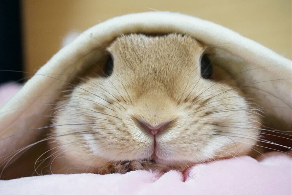 Close-up of a brown bunny peeking out from under a soft blanket, with its nose and whiskers prominent.