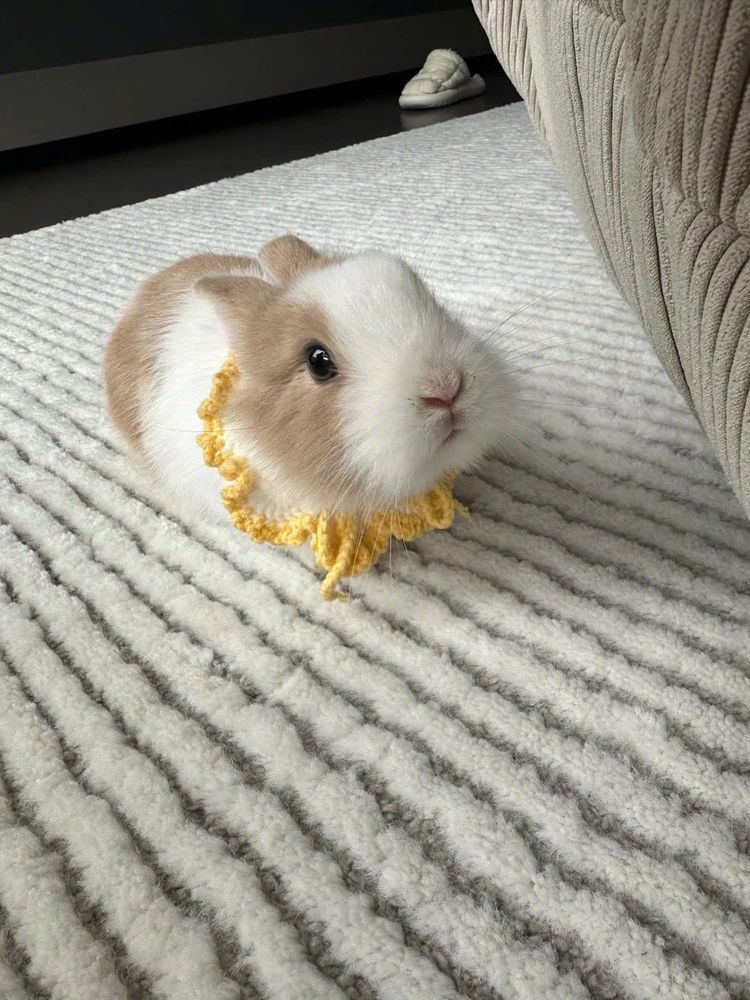 A bunny with brown and white fur wearing a yellow knitted collar, sits on a striped rug. A slipper lies in the background nearby.