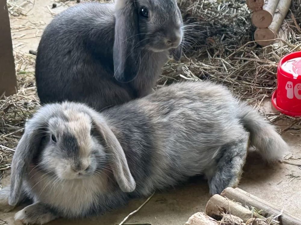 Two gray bunnies with long ears relax on hay. One is lying down, while the other sits alert. A red water dish is nearby on the right.