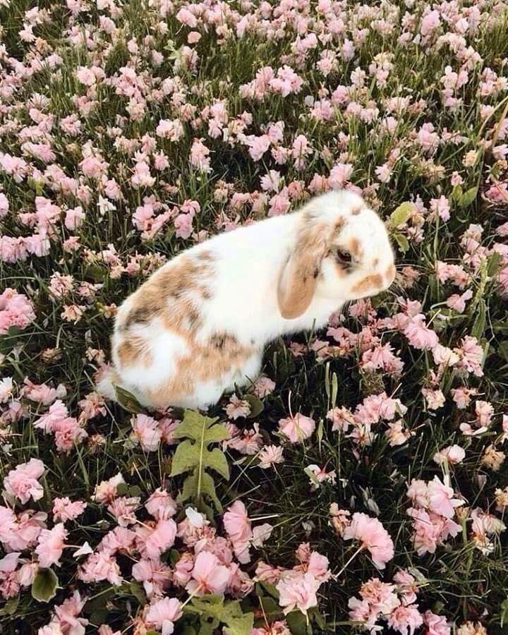 A white and brown bunny sits in a field of lush, pink flowers under soft light.