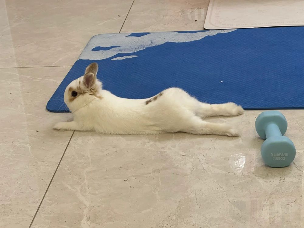 A white bunny with brown spots lies stretched out on a tiled floor beside a blue exercise mat and a light blue 1.5 kg dumbbell.