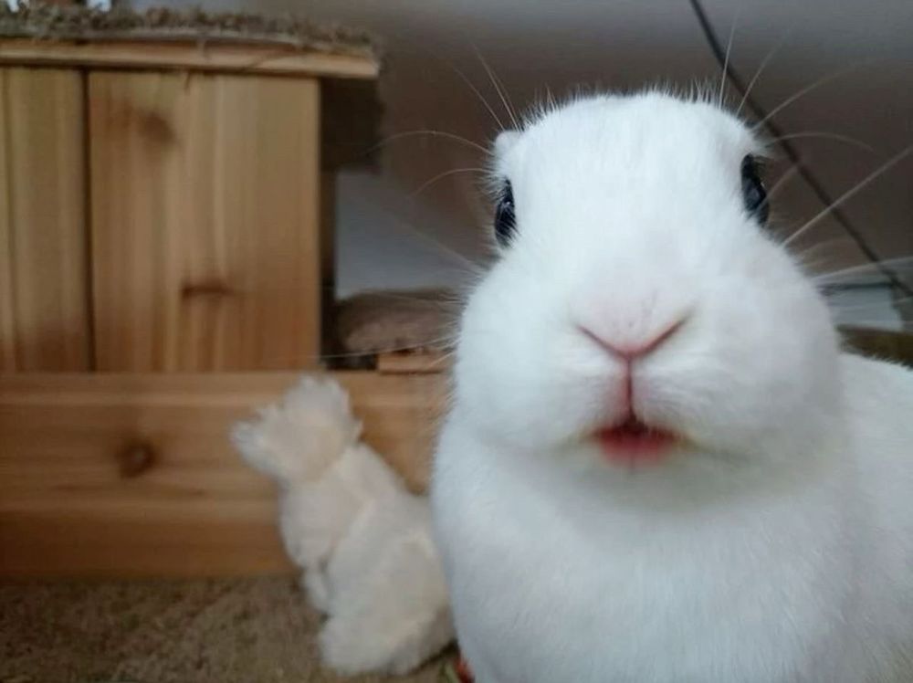 Close-up of a white bunny with black eyes looking directly at the camera. A wooden hutch and a toy are in the background.