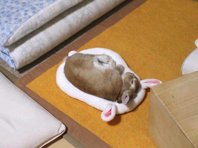 A brown bunny is sleeping curled up on a white cushion with bunny ears. 