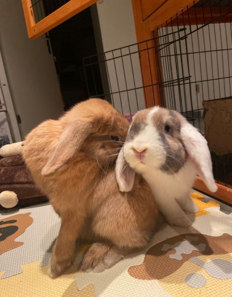 Two lop-eared bunnies cuddle on a patterned mat. One is brown, nuzzling the face of the other, which is white and gray.
