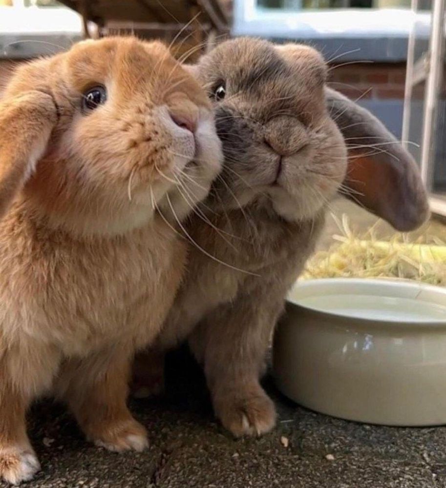 Two lop-eared bunnies snuggle close together outdoors. One is light brown, the other gray. A bowl of water is beside them.
