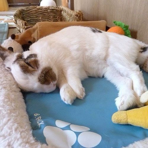 A white and brown bunny sleeps comfortably on a blue mat, surrounded by toys.