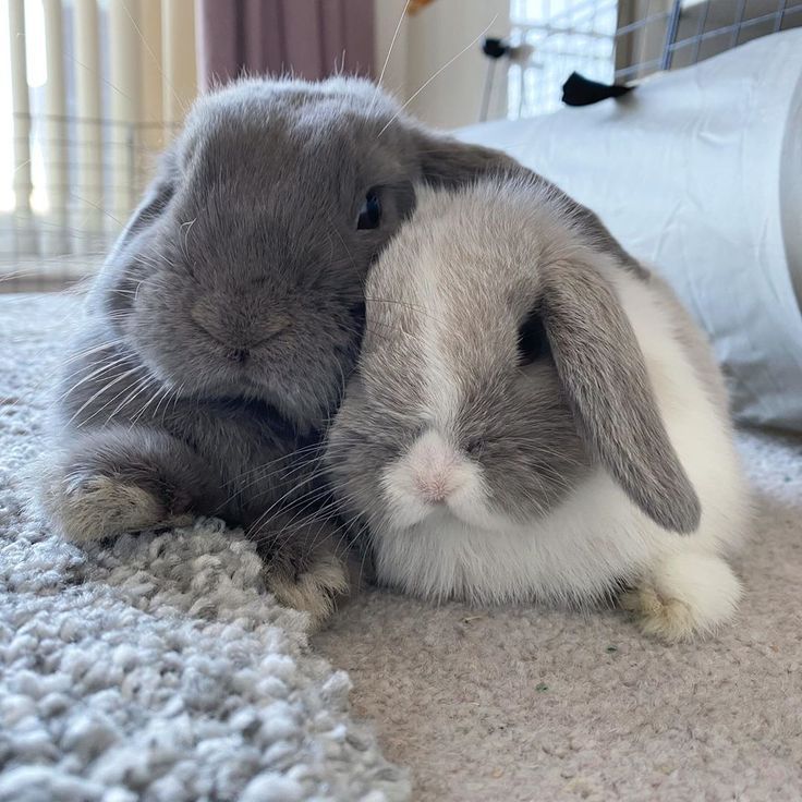 Two bunnies snuggle closely on a carpet. One is gray, and the other is white with gray spots.
