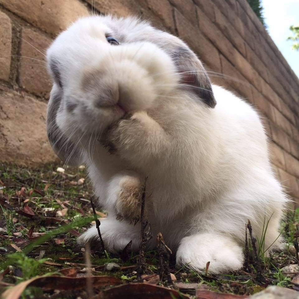 A white bunny with gray ears sits on grass, tilting its head and touching its cheek with a paw.