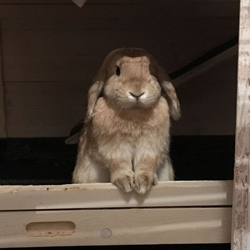 A brown lop-eared bunny sits upright on a wooden shelf, paws resting on the edge.