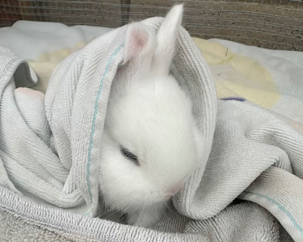 A small white bunny wrapped snugly in a soft, gray towel peeks out.