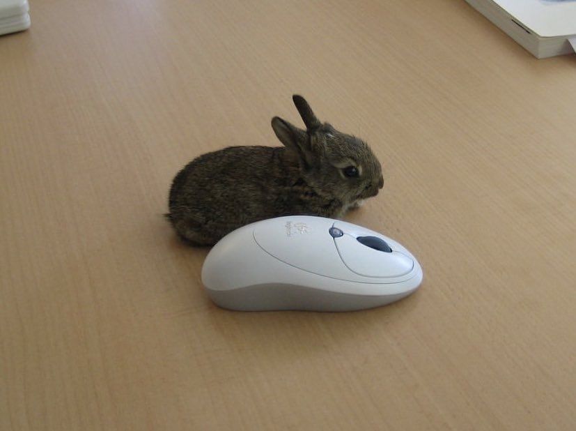 A tiny brown bunny sits on a wooden desk next to a computer mouse, highlighting its small size.