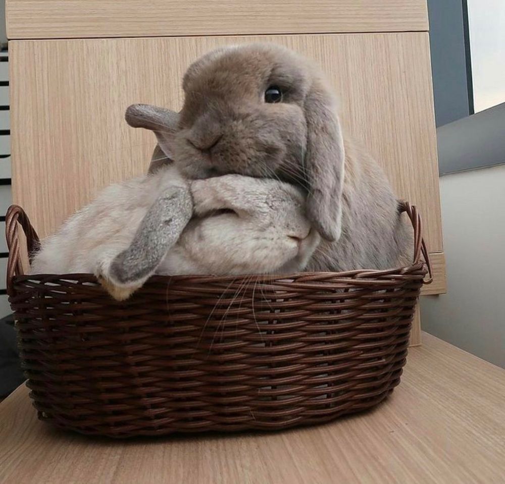 Two bunnies, one gray and one white snuggle closely in a wicker basket on a wooden table.