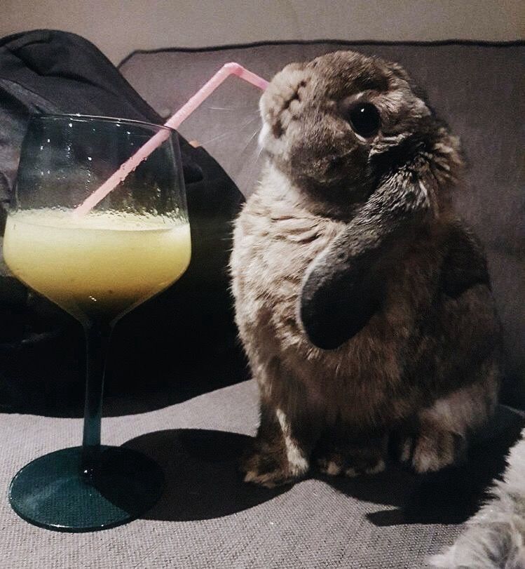 A dark gray bunny sits on a couch, sipping from a yellow drink through a pink straw.