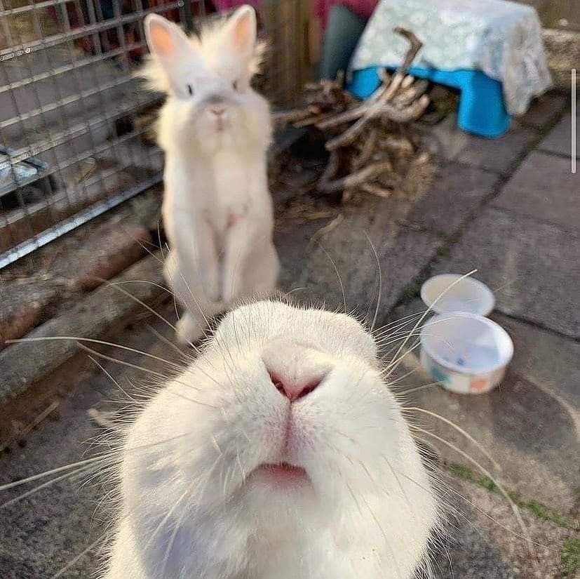 Close-up of a curious white bunny's nose in the foreground, with another white bunny standing upright in the background.