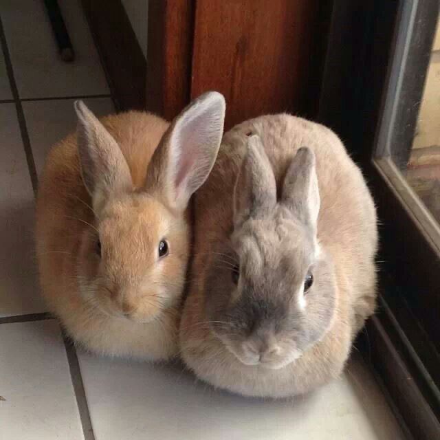 Two brown bunnies sit closely together on a tiled floor indoors.