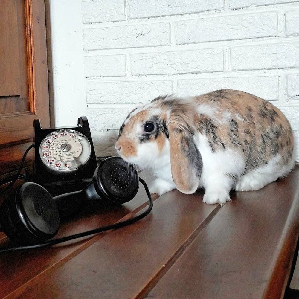 A bunny with brown and white fur sits next to a vintage rotary phone on a wooden table.
