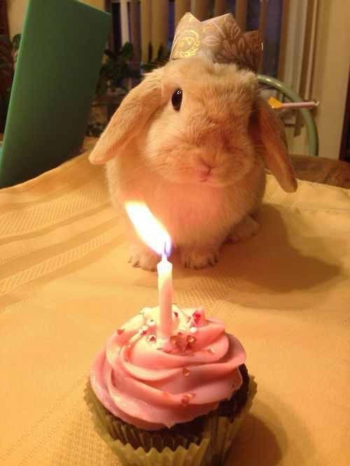 A bunny with a paper crown sits by a lit cupcake topped with pink icing on a tablecloth.