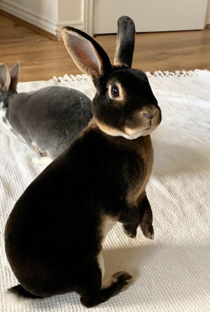 A black bunny with upright ears stands on its hind legs on a white rug. A gray bunny is sitting in the background.