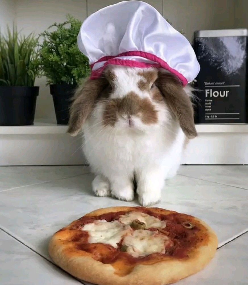 A bunny wearing a chef's hat sits on a kitchen counter next to a small pizza. Flour and plants are in the background.