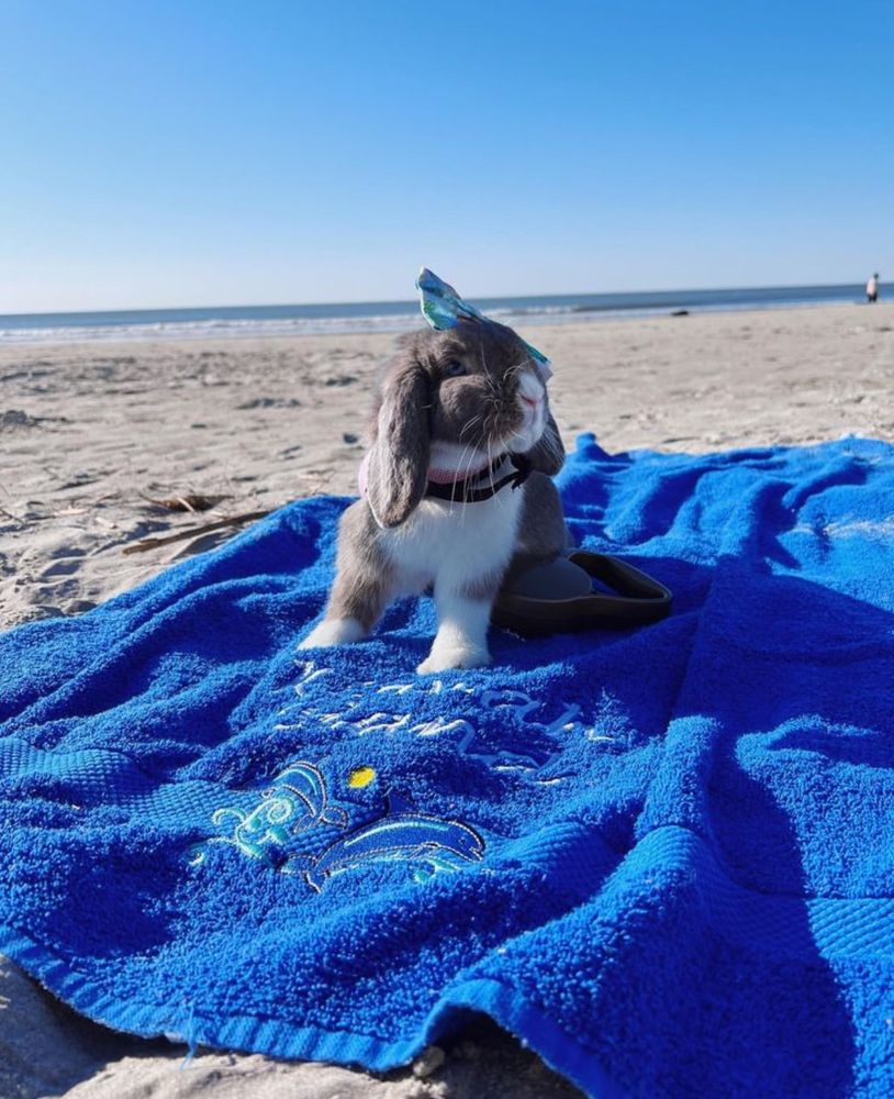 A gray and white bunny sits on a vibrant blue towel at a sunny beach. Waves and sand can be seen in the background under a clear blue sky.