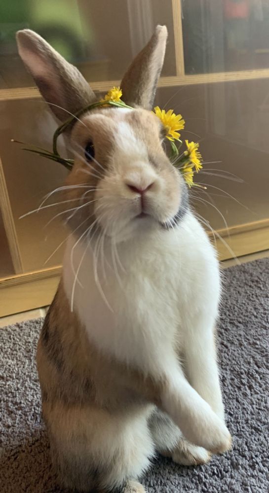 A light brown and white bunny with a dandelion crown stands upright on a carpet with its ears perked up.