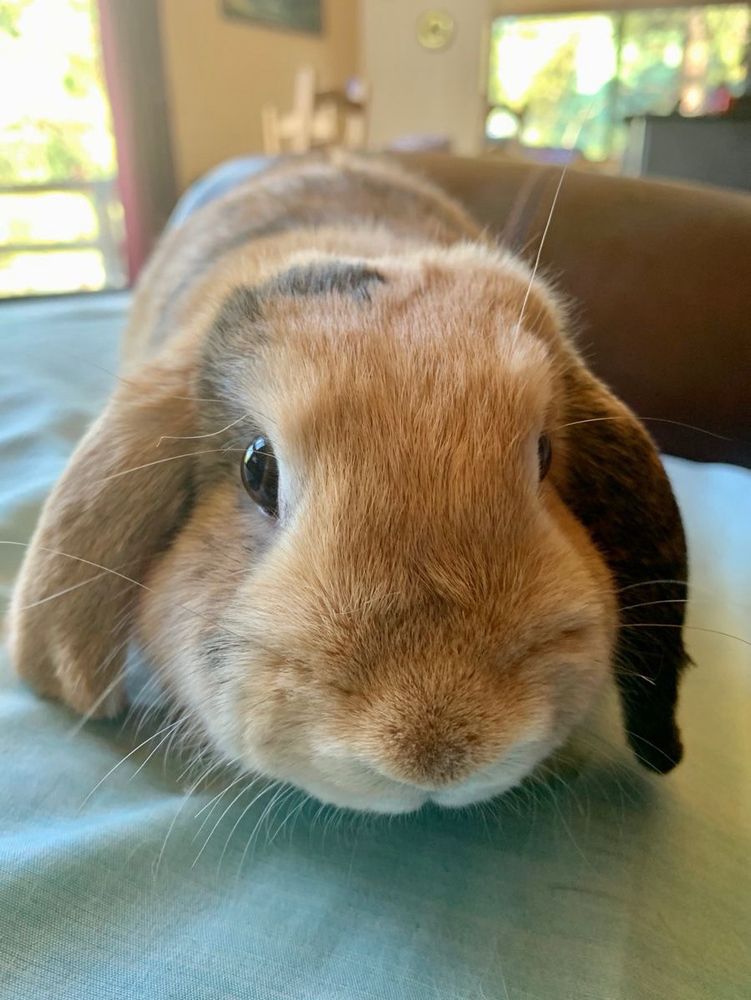 Close-up of a brown bunny lounging on a light blue blanket indoors.