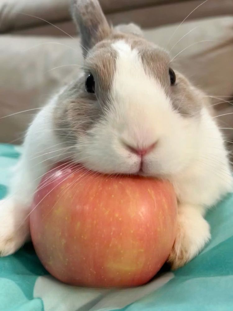 A bunny rests its chin on a shiny red apple. The background is a couch and fabric.