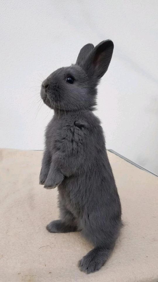 A gray bunny stands on its hind legs on a light surface facing left with ears perked up.
