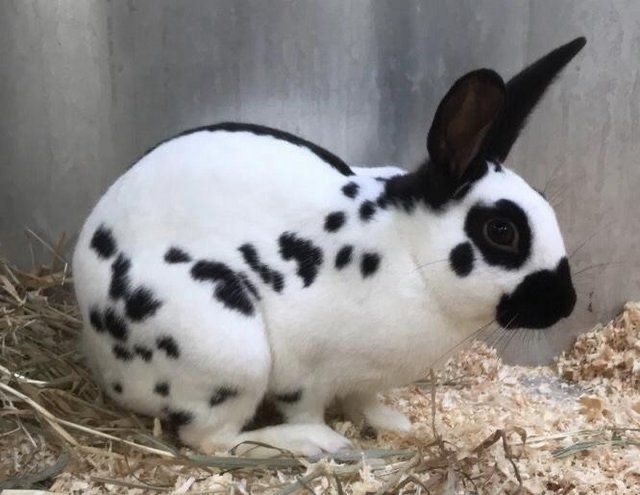 A black and white spotted bunny sits on straw and wood shavings against a neutral background.