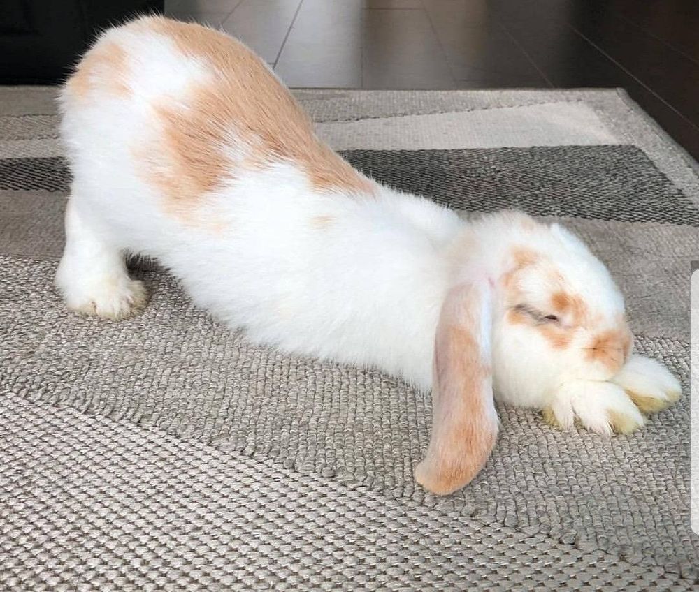 A white and light brown lop bunny stretches on a textured beige rug.