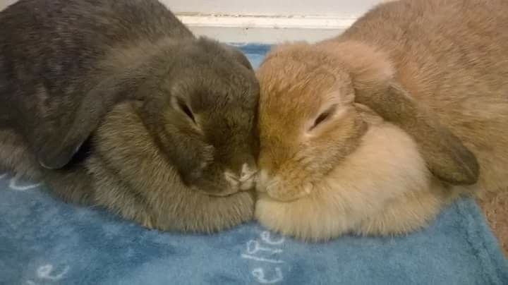 Two bunnies snuggle on a blue blanket, one is gray and the other one light brown. 