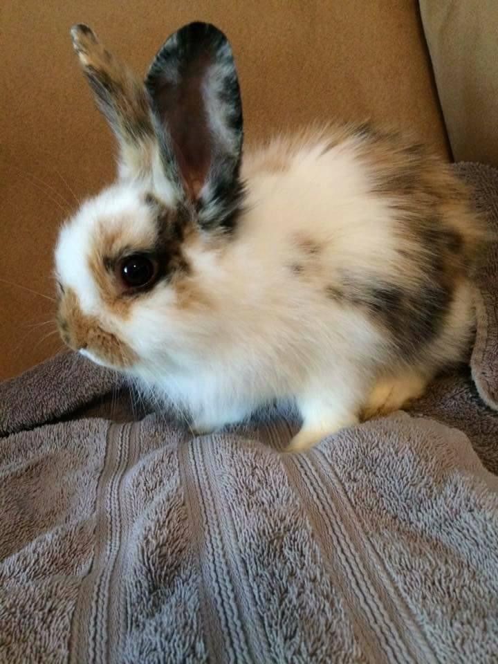 Side view of a white bunny with brown and black spotted fur and large ears sitting on a gray towel.
