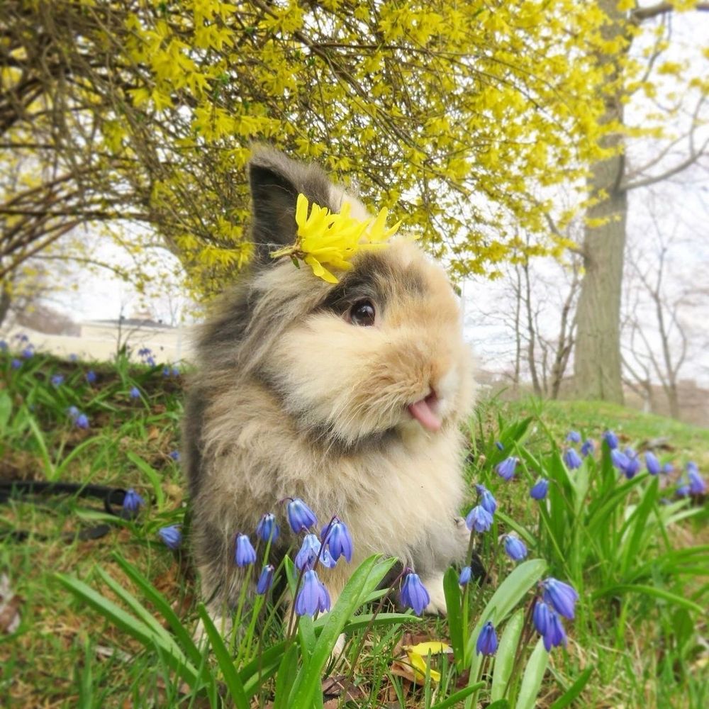 A light brown bunny with a yellow flower on its head sticks out its tongue, surrounded by purple flowers and trees with yellow blooms.