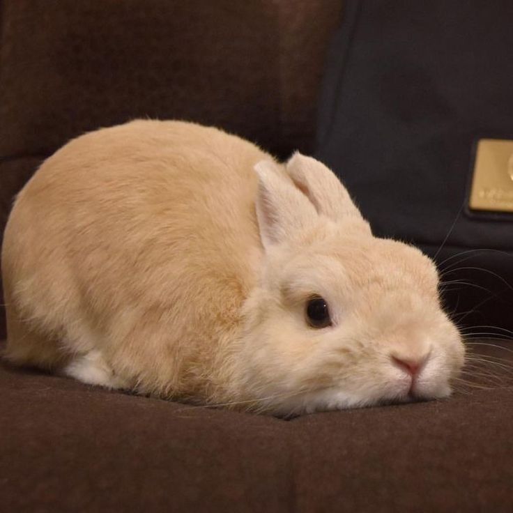 A tan bunny rests on a brown cushion. Its ears are slightly laid back. A dark backpack is in the background.